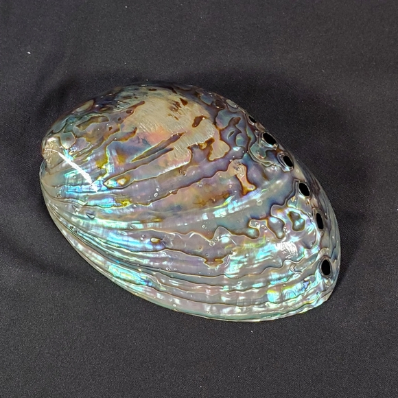 Opalized Abalone Shell - Picture 8 of 8